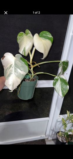 Highly Variegated Albo Monstera