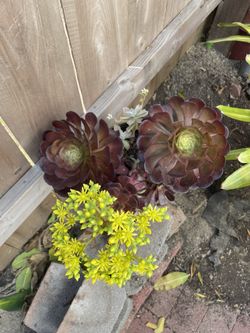 Plant