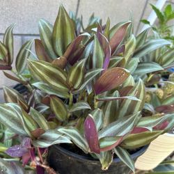 Planta