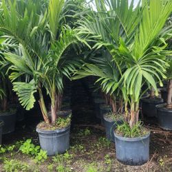 Spectacular Christmas Palms 6 Feet Tall!!! Fertilized 