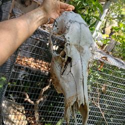 Cow Skulls