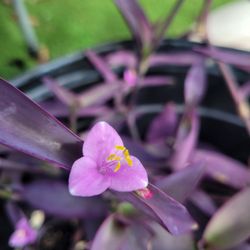 $5 tradescantia pallida plant 