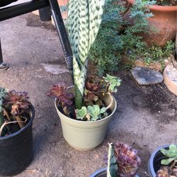 Espada De San Jorge // Snake Plant Con Suculentas