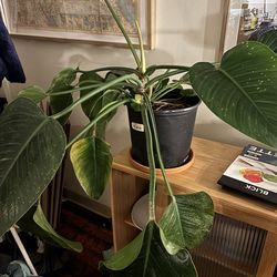 Large Philodendron