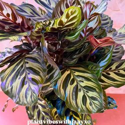 Peacock Calathea Plant - 7.5 inch 🪴