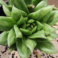 Succulents Plants Korean Imported Rare Agavoides Silk Variegated Pick Up In Upland Or Ship To You  