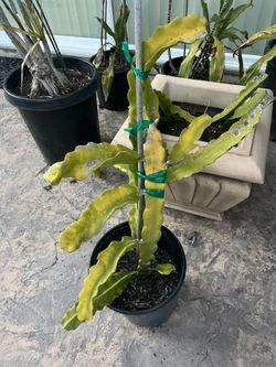 Potted Dragon Fruit