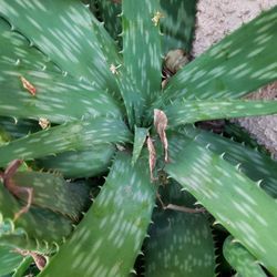 Aloe Plants