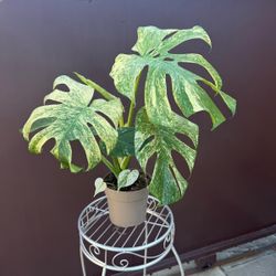 7” monstera mint