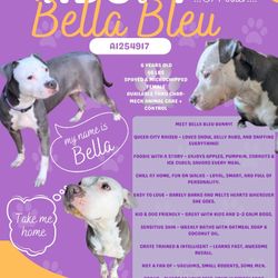 Need Foster or Adoptive Home – Bella Bleu (Charlotte)