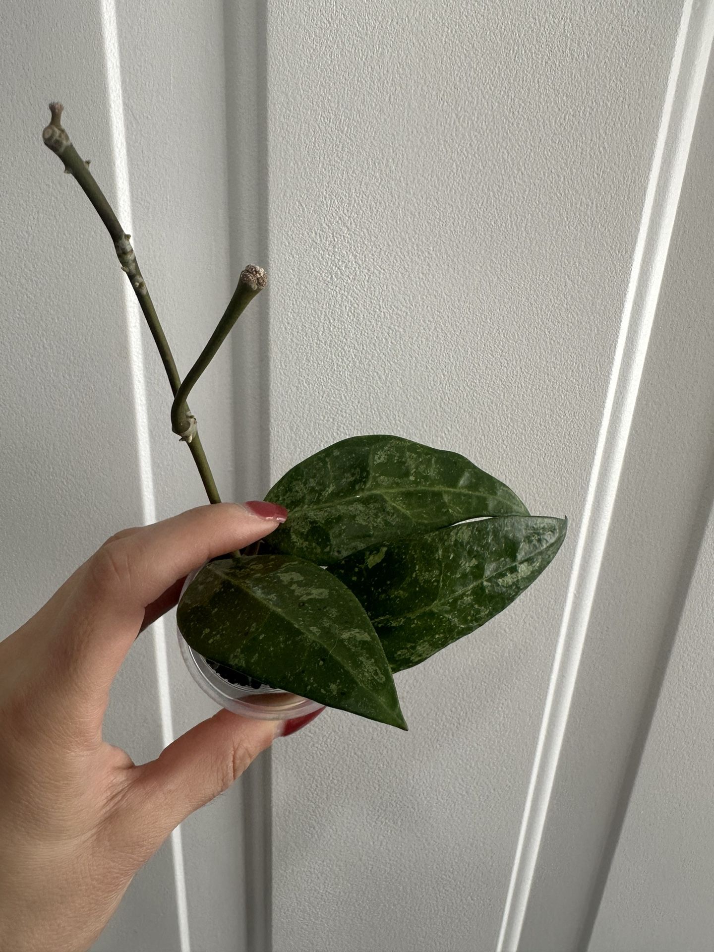 Hoya RHM 14-1