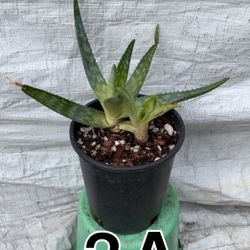 Aloe Vera Zebra Plants!! 6”x8” Pot 2 In 1 $10 Each