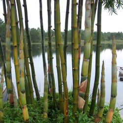 Clumping Timber Bamboo ~ Bambusa oldhamii