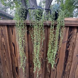 Banana And Dolphin Strings Succulents 