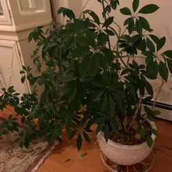 21 Year Old Schefflera Umbrella Houseplant With Ceramic Pot and Rolling Tray