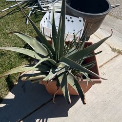 Aloe Free