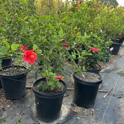 Hibiscus Plant 15gal 