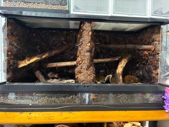 Bioactive reptile enclosure
