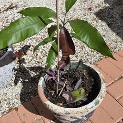 Mango Trees (Multiple)