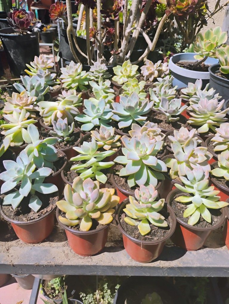 Succulents 4"