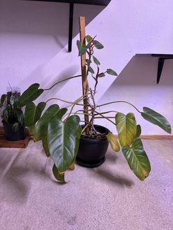 big plant