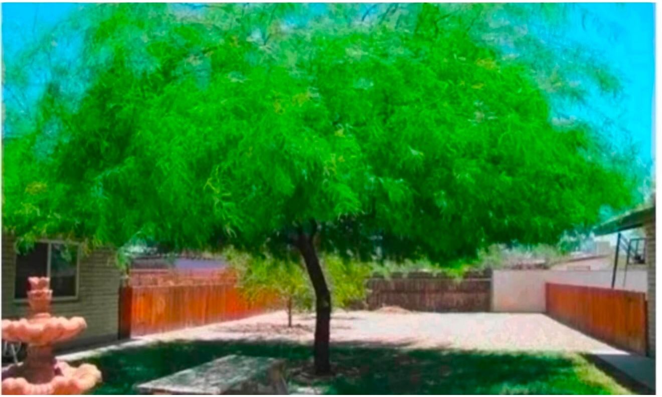 Chilean Thornless Mesquite Trees in 15 and 5 Gallons 8F And 5F The Tall $100 And $50 Each Price Firm
