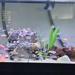 Fish Tank 🐟 Aquarium Tropical 