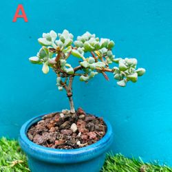 Rare   Lampranthus blandus/ Pink Vygie/ Sandstone Vygie bonsai live rooted, get 2 free succulent cuttings