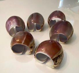 Natural Shell Napkin Rings Set of 6