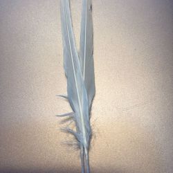 English Budgie Tail Feathers
