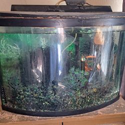 Fish Tank 