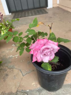 Purple Rose Plant