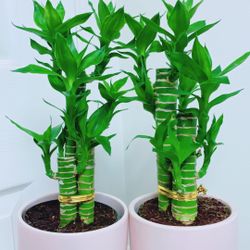 Hydra Lotus Lucky Bamboo Plants - Indoor Plant - $16 Each 