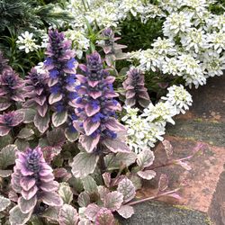 Bugleweed (Ajuga), Perennial Plant. Please See All Pics.