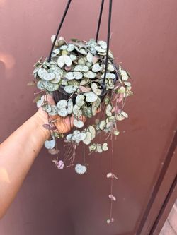 6” silver glory strings of hearts