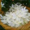 Heba