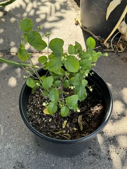 Philippine Sampaguita Plant