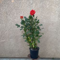 Flor De Dalia 