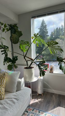 Monstera