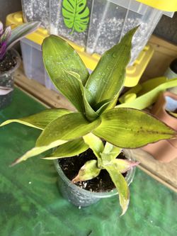 Callisia Fragrans (Basket Plant)