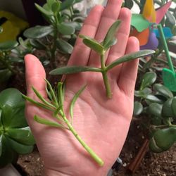 Plant Cuttings! 