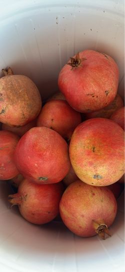 Freshly picked organic pomegranates