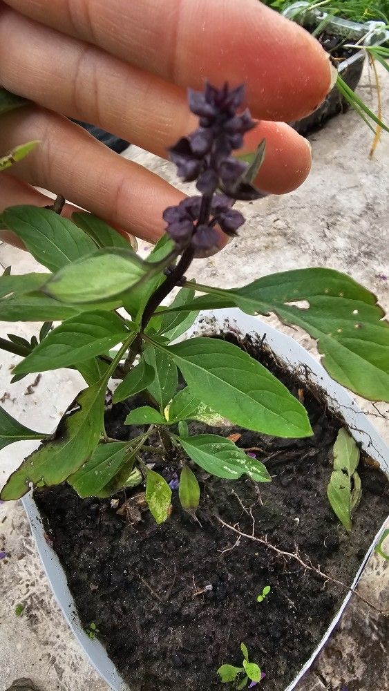 Thai Basil Plant/herb Rooted, With Flowers