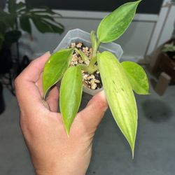 Baby Jose Bueno 💚