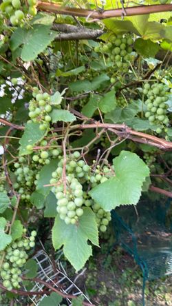 Cold hardy grape trees 12 each