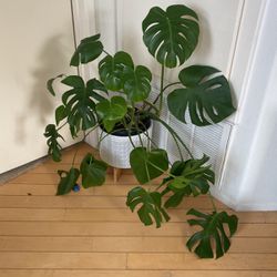 Large Monstera Plants With Ceramic Pots