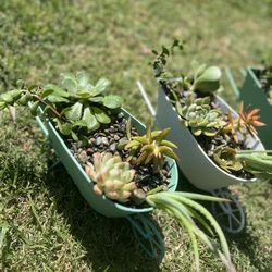 Mini Succulent Arrangement 