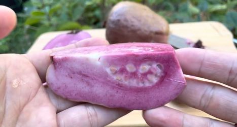 Rare purple guava fruitting less seed