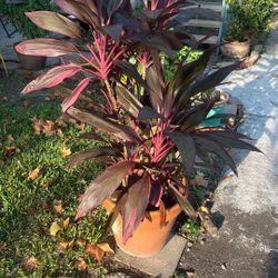Beautiful Plant. Stands 4’6” Tall.