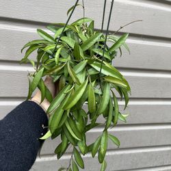 6” Trailing Hoya Wayetti